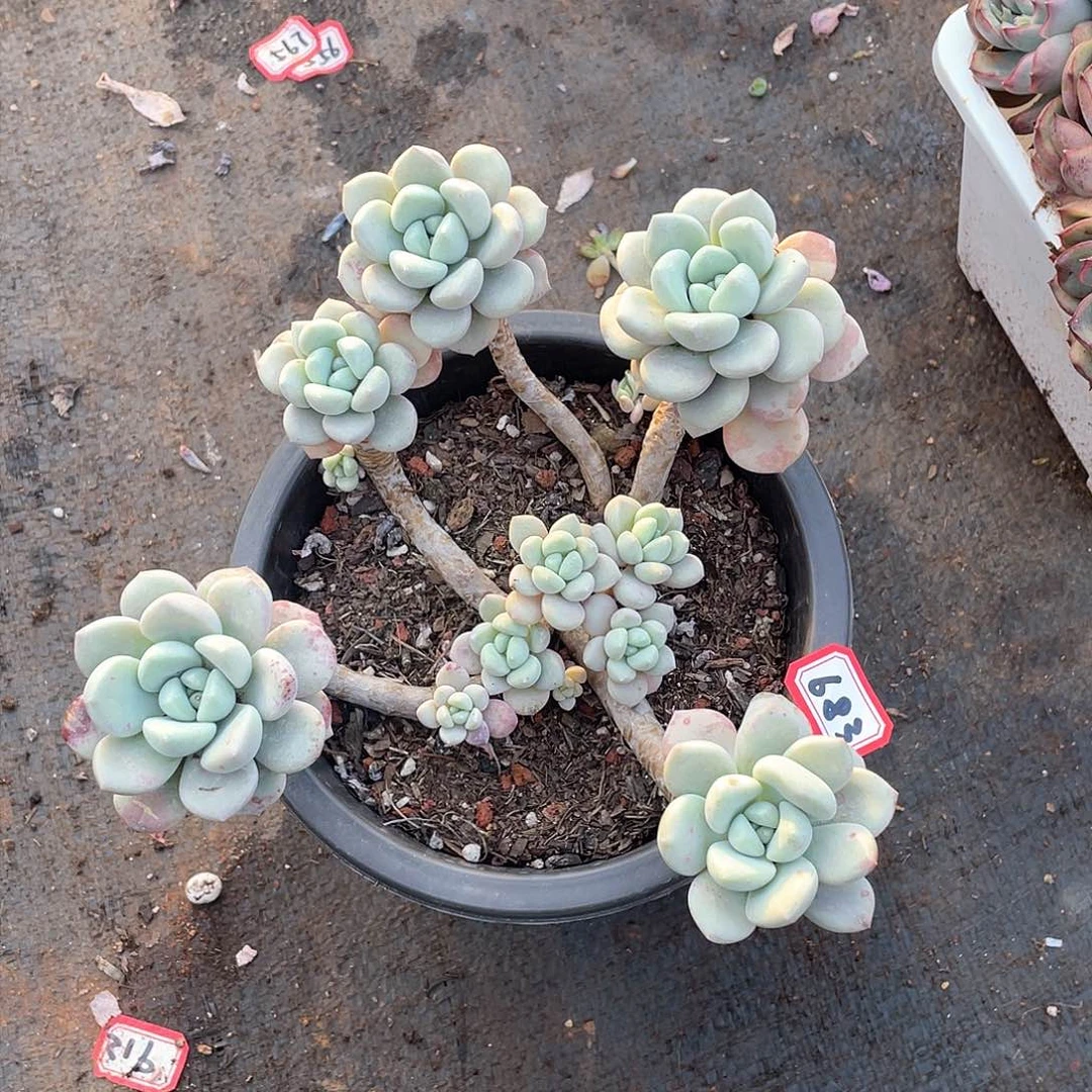 683花瓣鹿一物一拍多肉