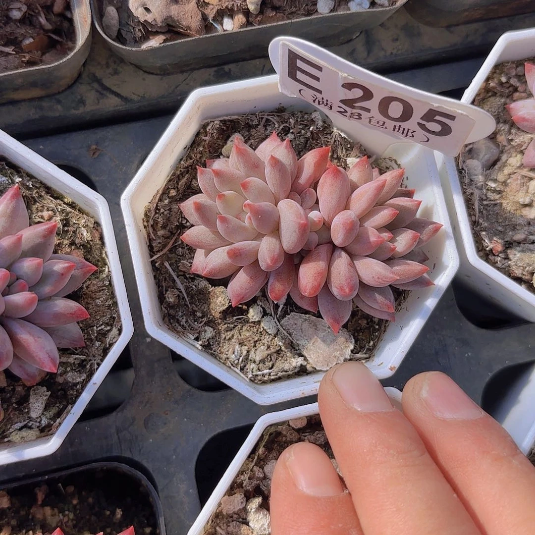 E205金鱼姬yieuyupai