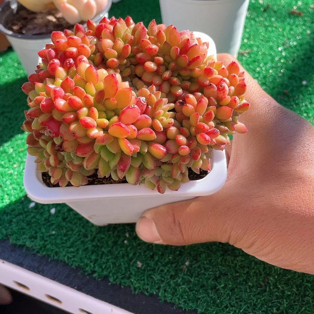 红唇缀化带盆发货