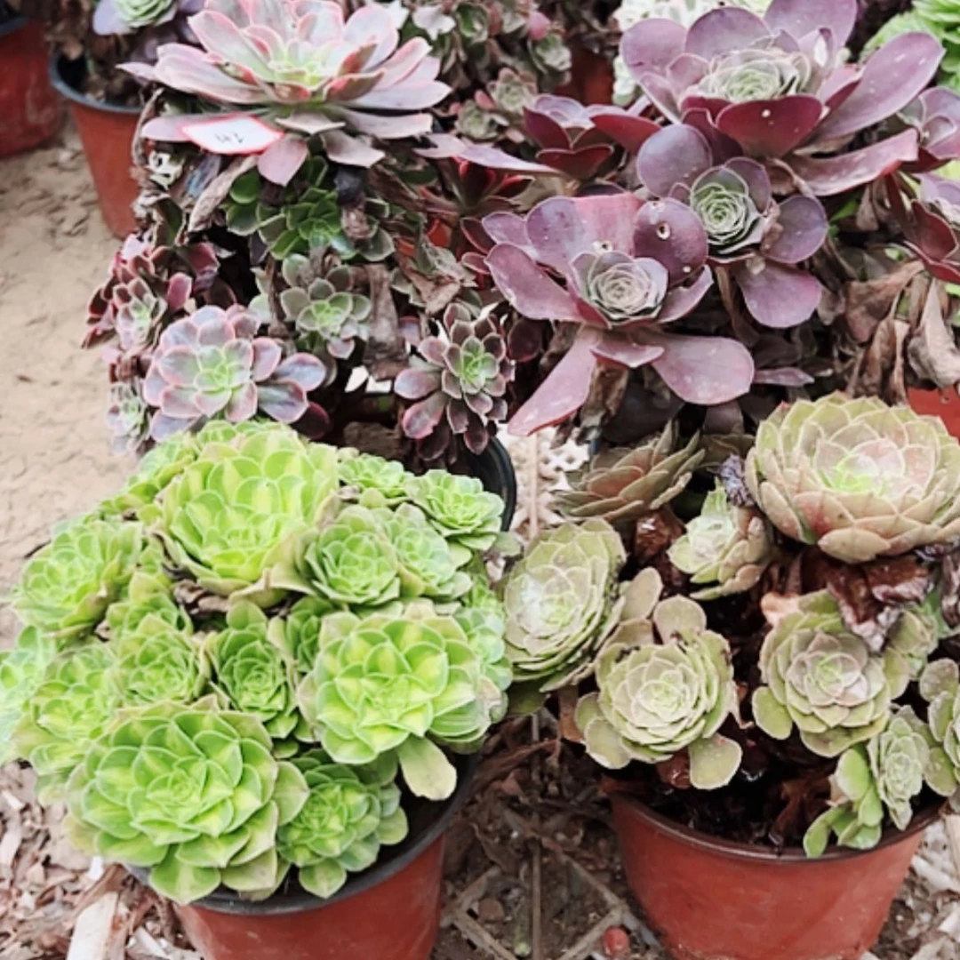 【闪购商品】无花朵期*！42号套餐4颗多肉植物