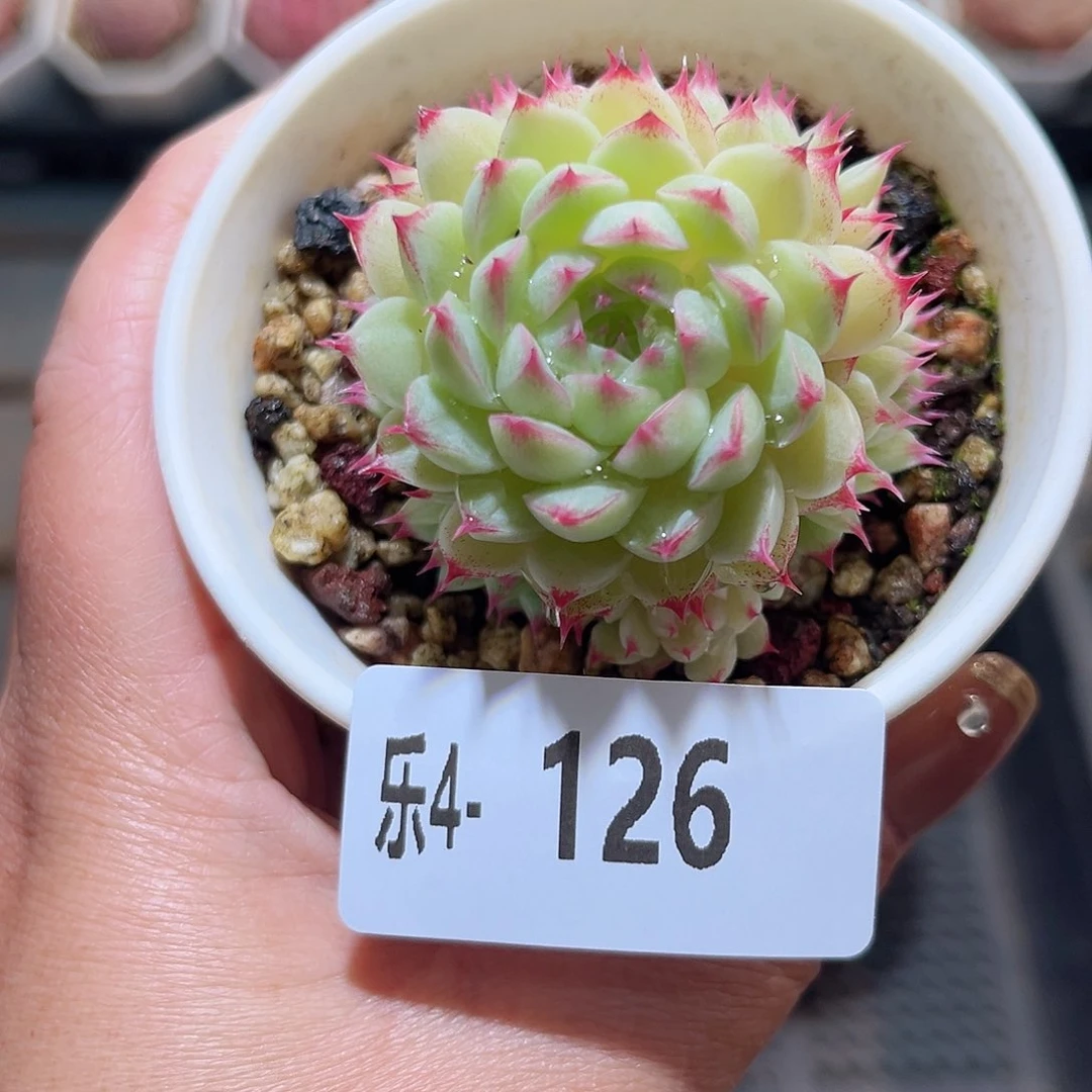 乐4-126海王群不包整