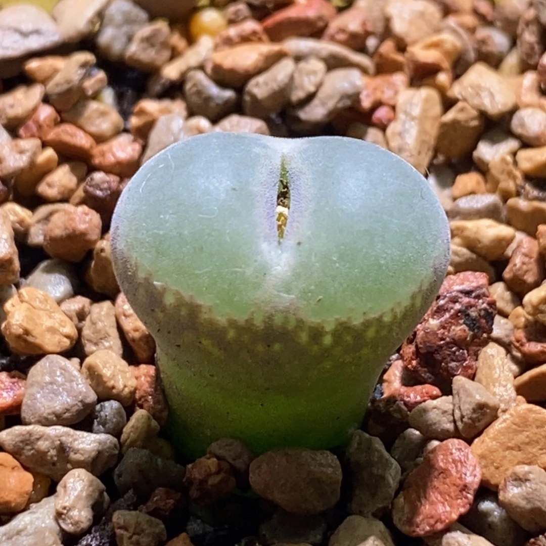 一颗好看的大安格