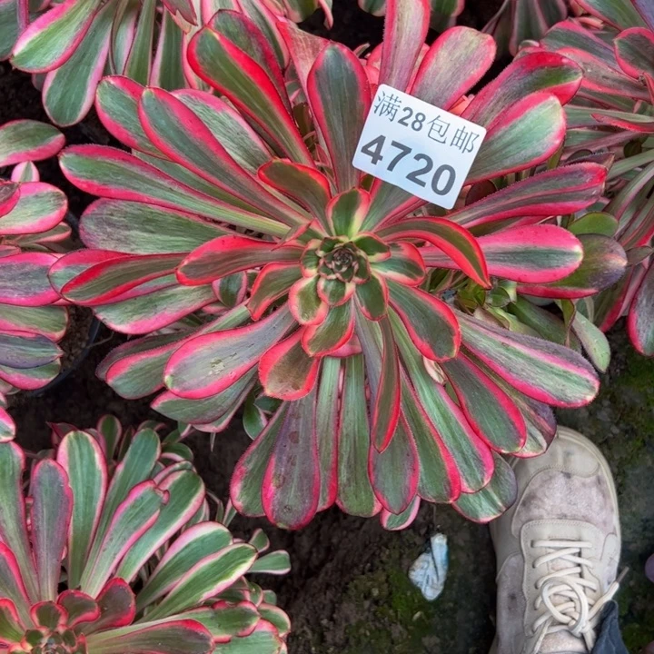 4720南香奈儿多肉植物