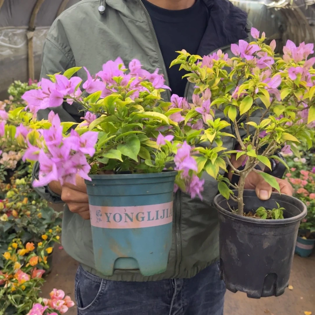 完全开放（粉红翅膀）三角梅1棵会落花落叶会光杆苗有大有小