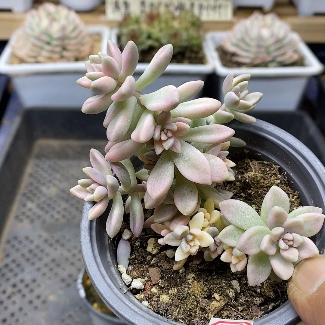 18196 姬秋丽锦自然群