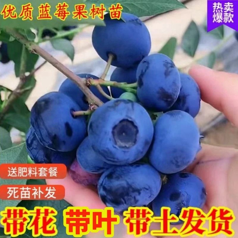 蓝莓树果苗盆栽地栽庭院当年结果蓝莓树苗南方北方种植特大蓝莓苗