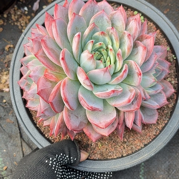 多肉植物一物一拍