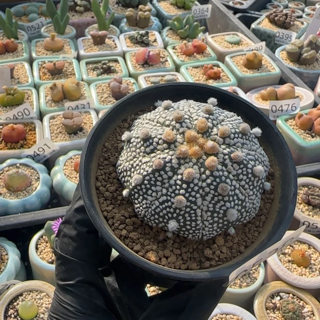 0528-一物一拍 带盆