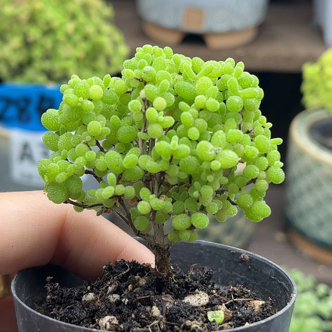 28蜜桔糖球优选枝干番杏