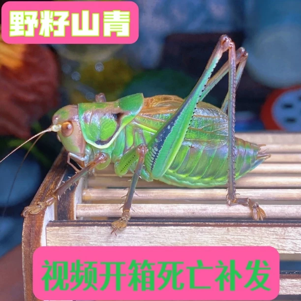 2025新脱春夏蝈蝈铁皮鸣虫活虫平谷野籽包邮包活叫声大精品小圆笼