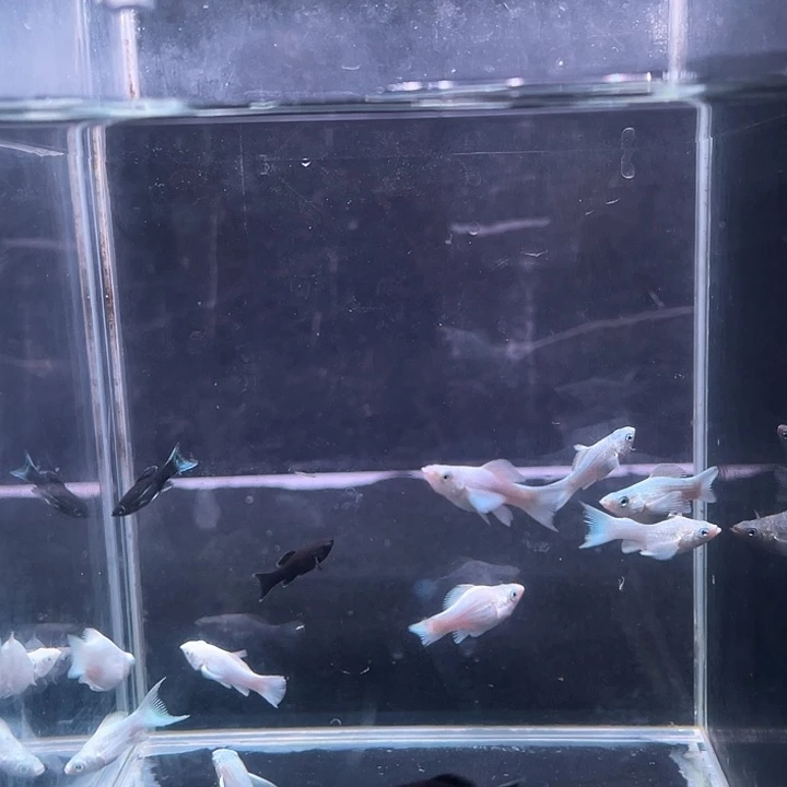 孔雀鱼精品瓷白苗6条