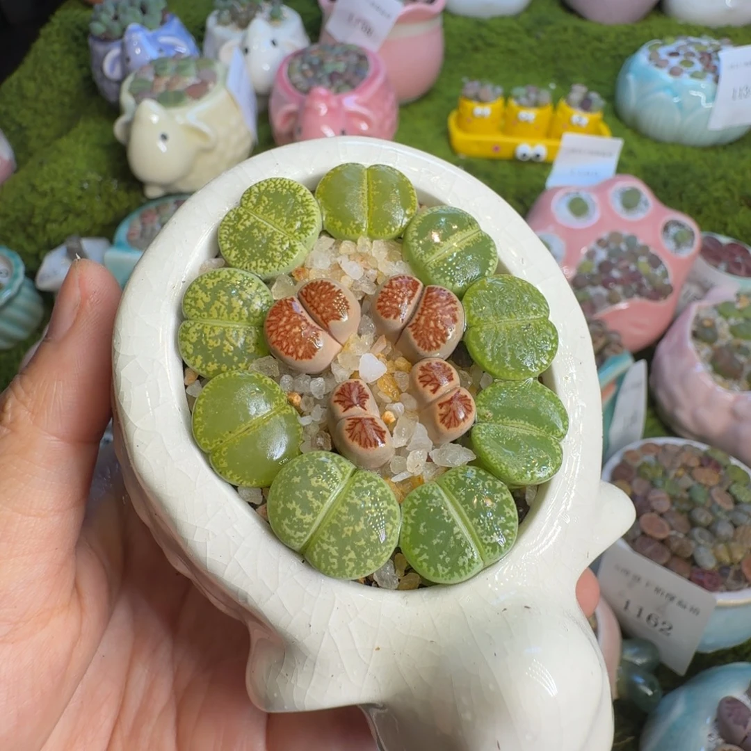 珠***辣多肉植物一物一拍1177