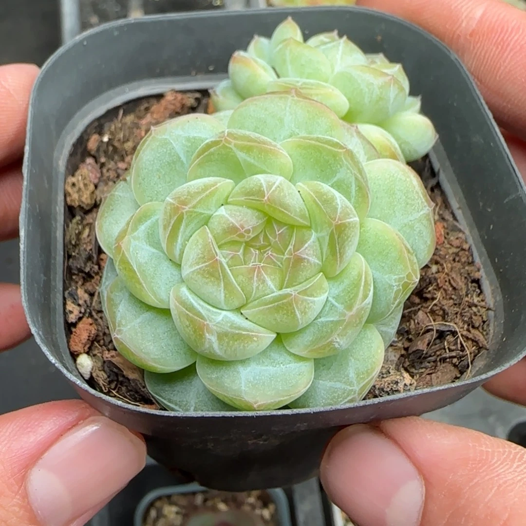 一物一拍暗纹珍妮