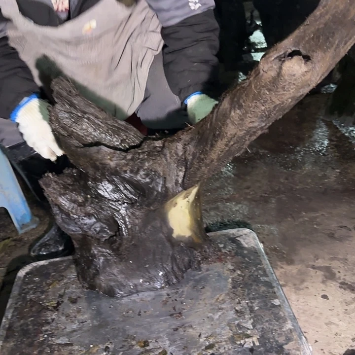 一***院金丝楠金丝楠阴沉木