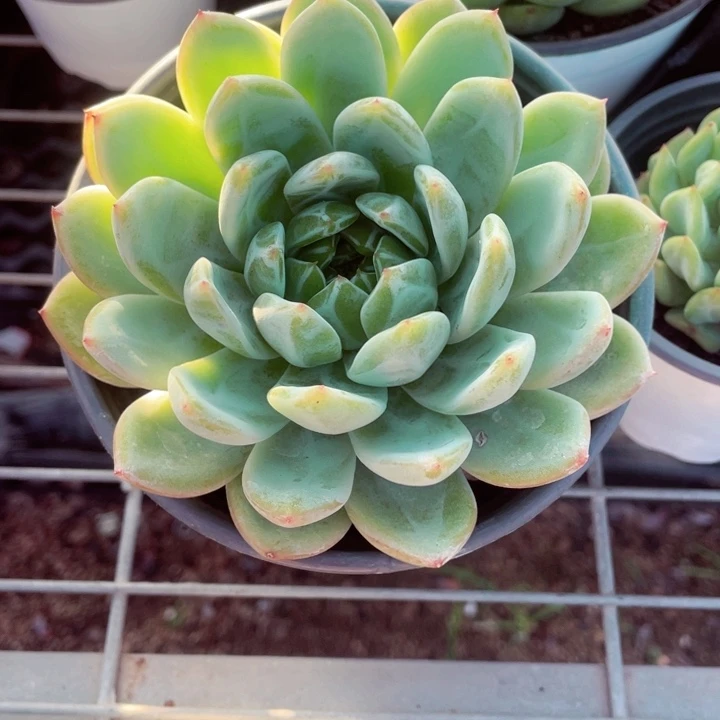 草**月雪花珍妮286466464616161646