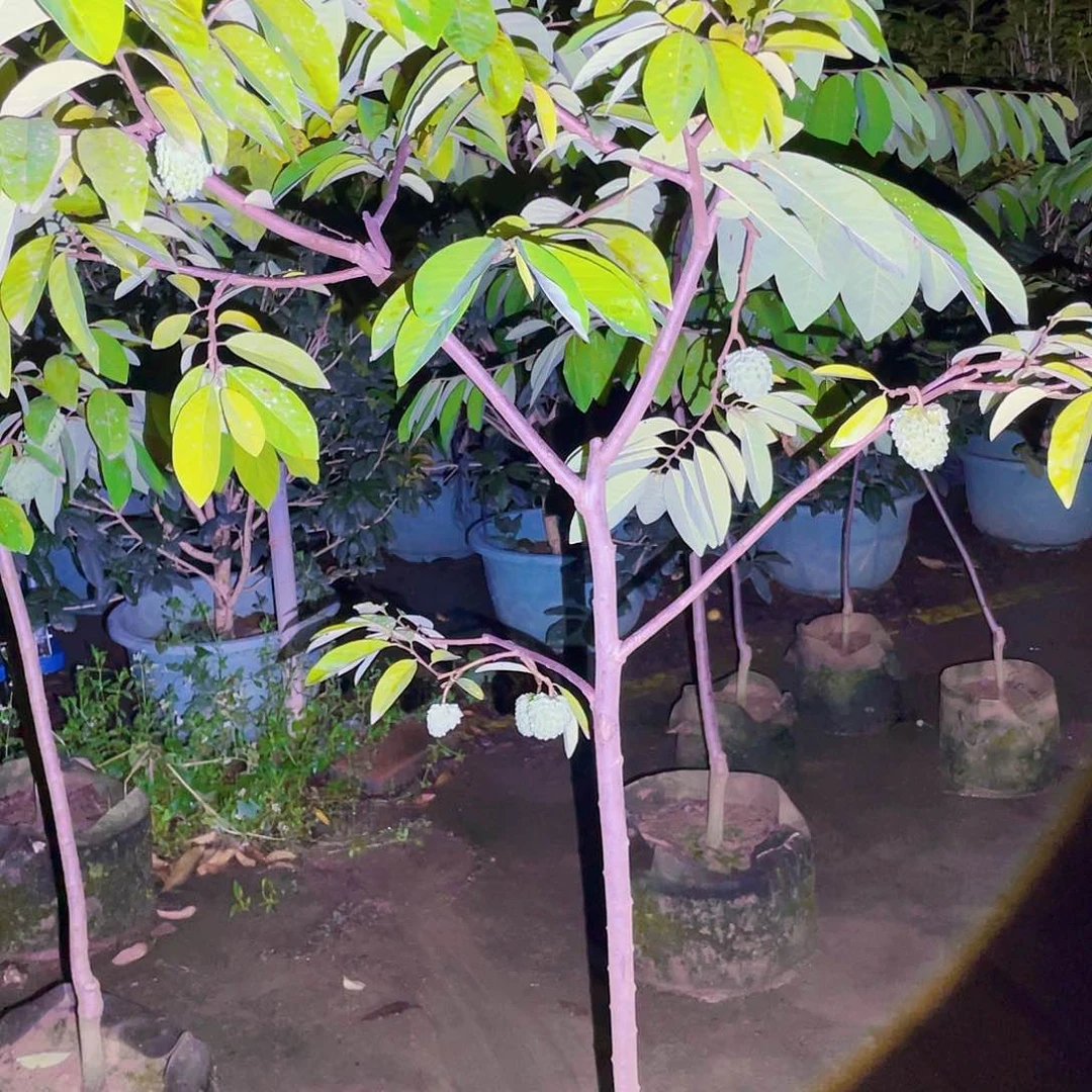 白心火龙果B**0果苗果苗66666