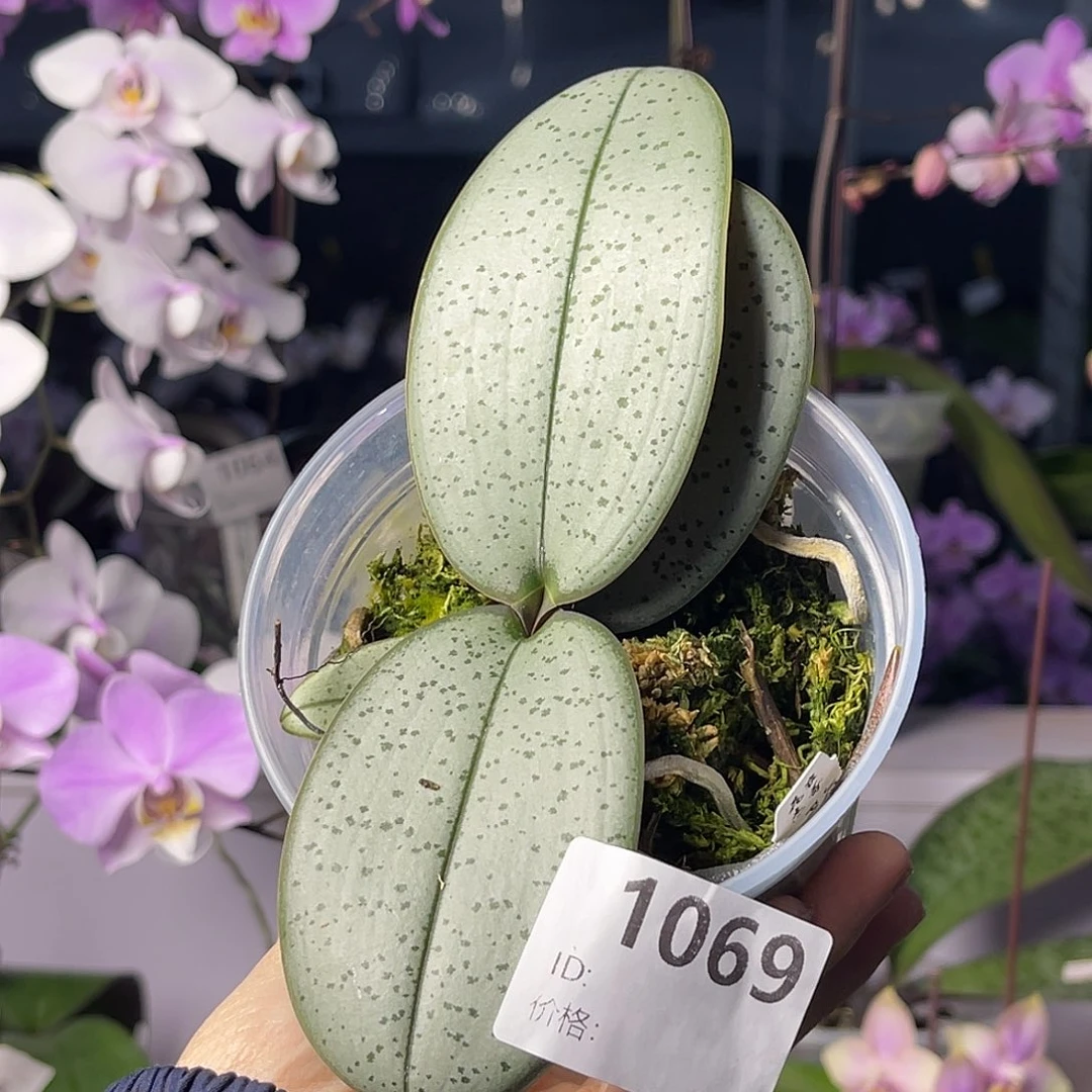 大量花朵（建议范围：8朵-15朵 或40%以上）编号1069银叶西