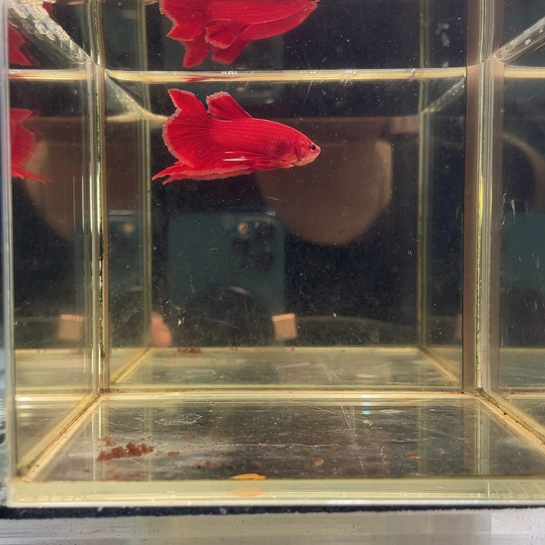 斗鱼八月二十八日竞价