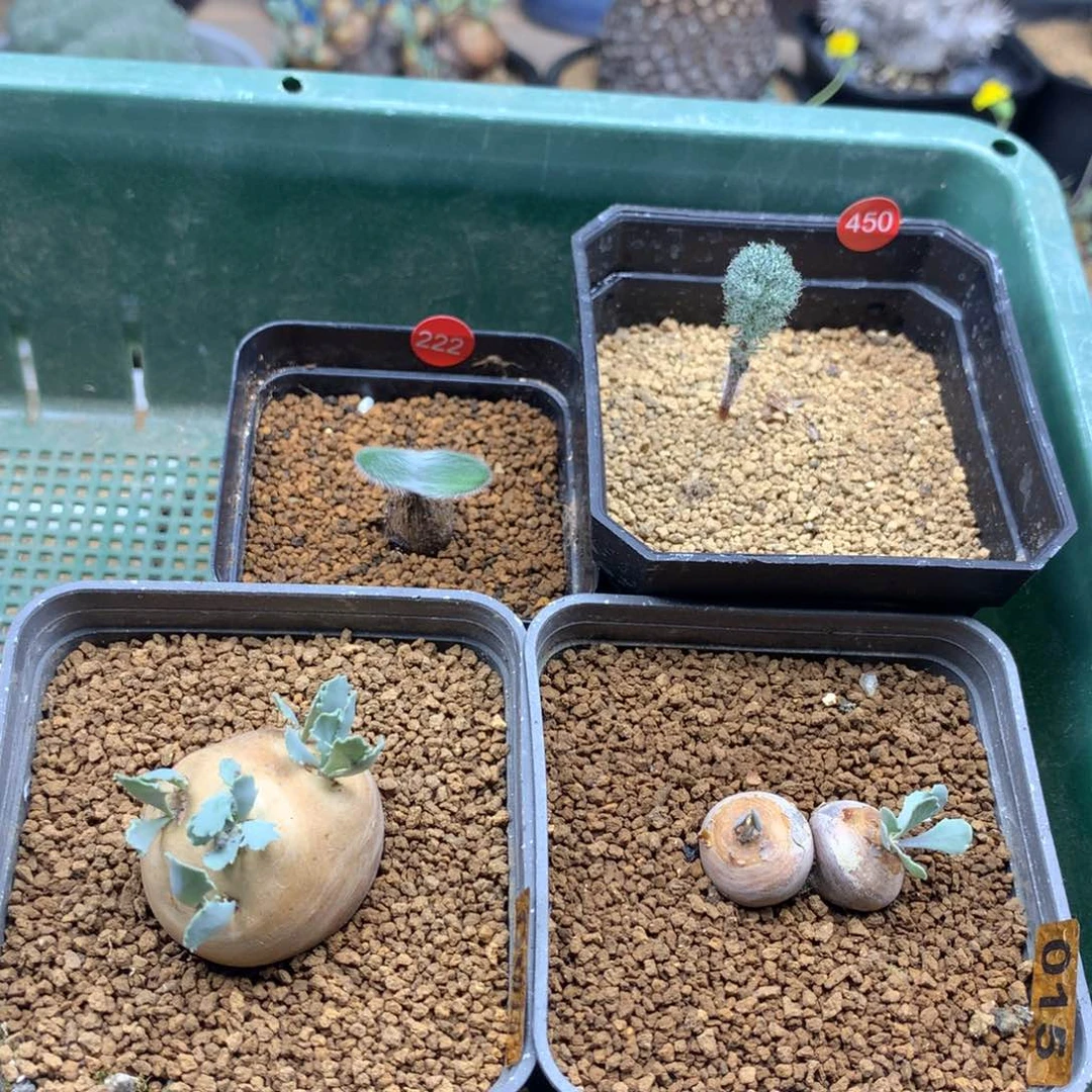 海****） 4格带盆多肉