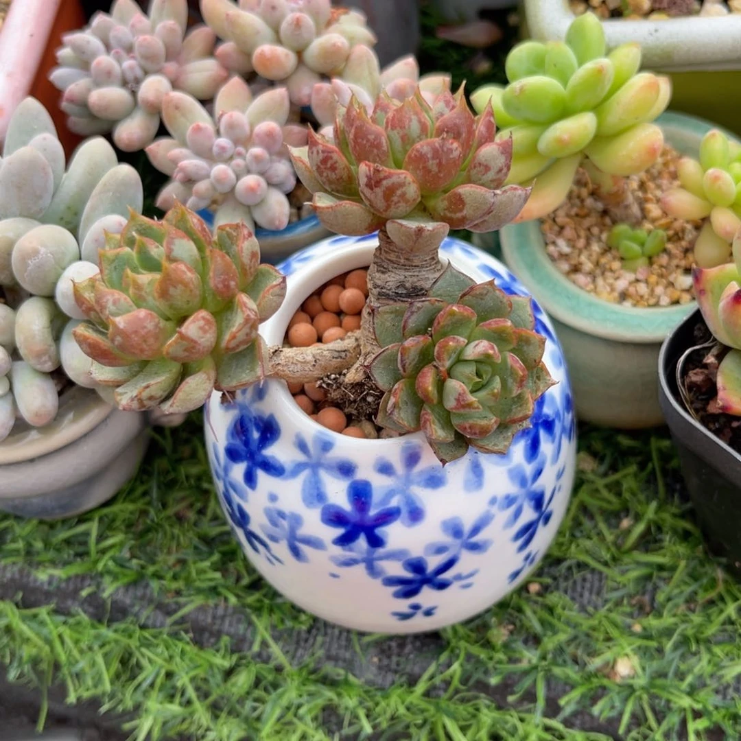 多肉植物一物一拍