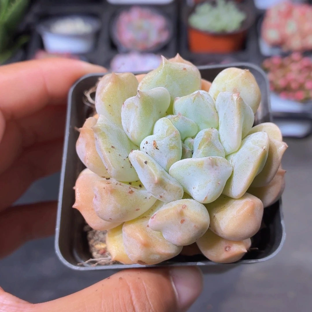 超奶多肉9.9包邮发货