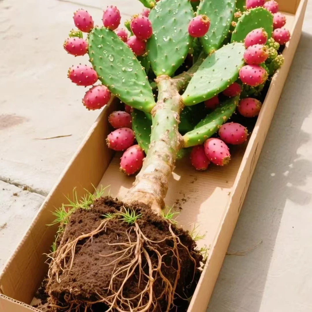 果实和叶片的仙人掌盆栽开花结果好养活