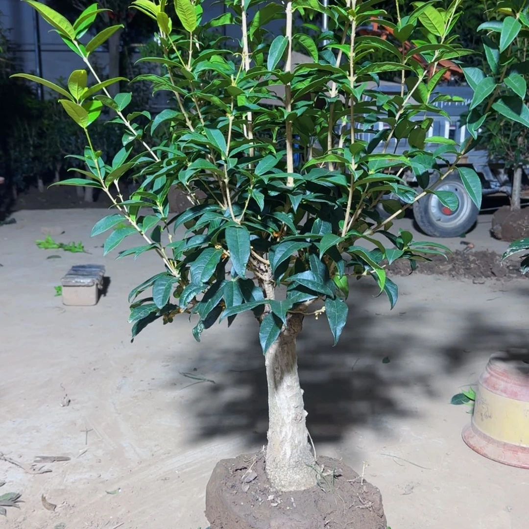 @***金无花朵桂花。四季桂系列