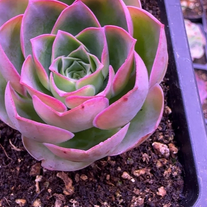 单头荷花5厘米141247686