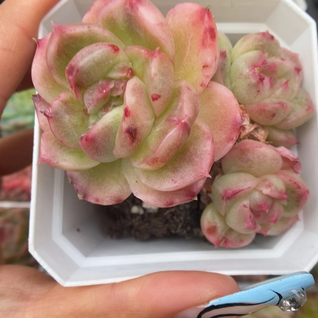 麦秆石化群生697号