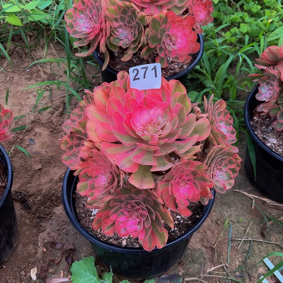 桂*万七彩一物一拍271
