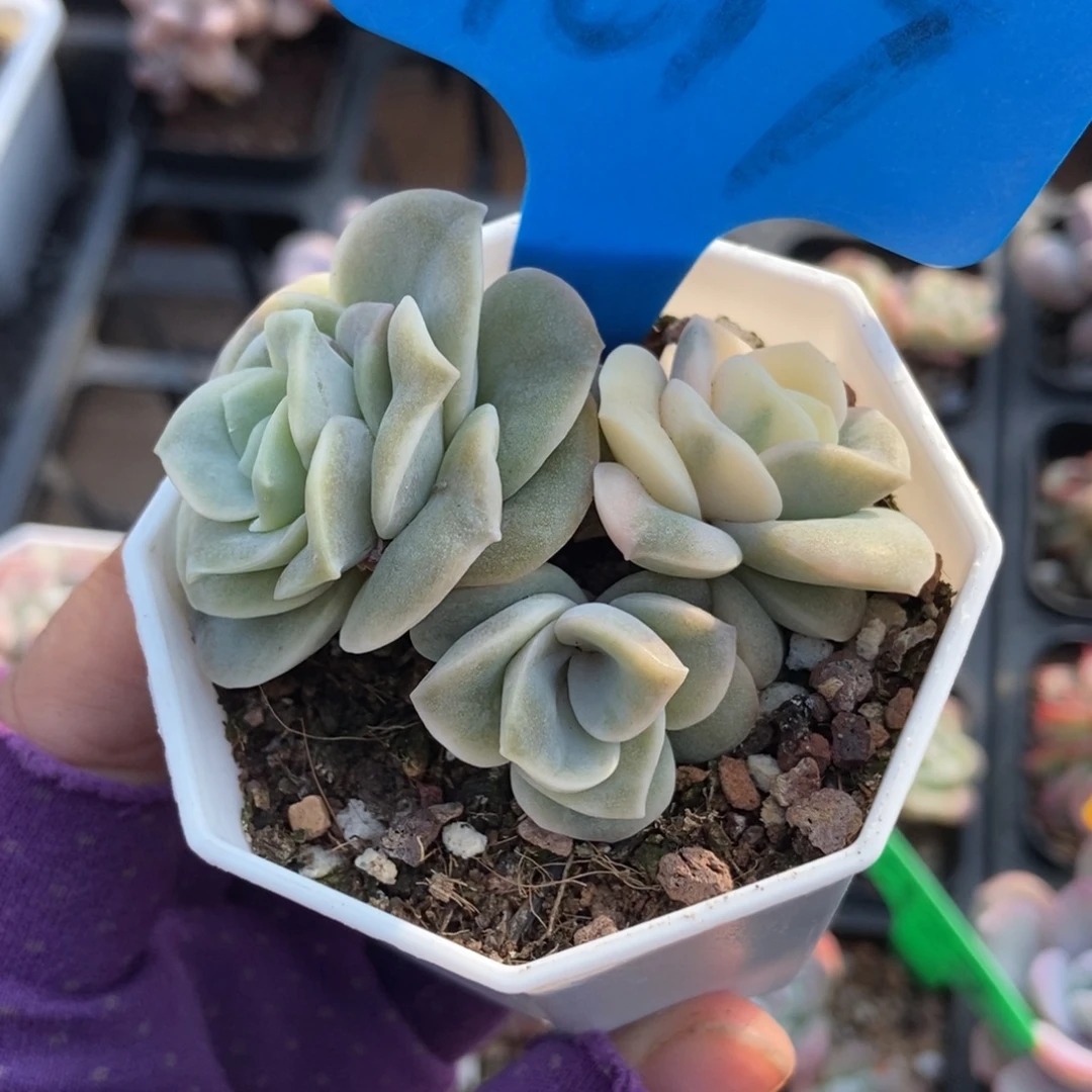 9017可爱玫瑰锦诺肉