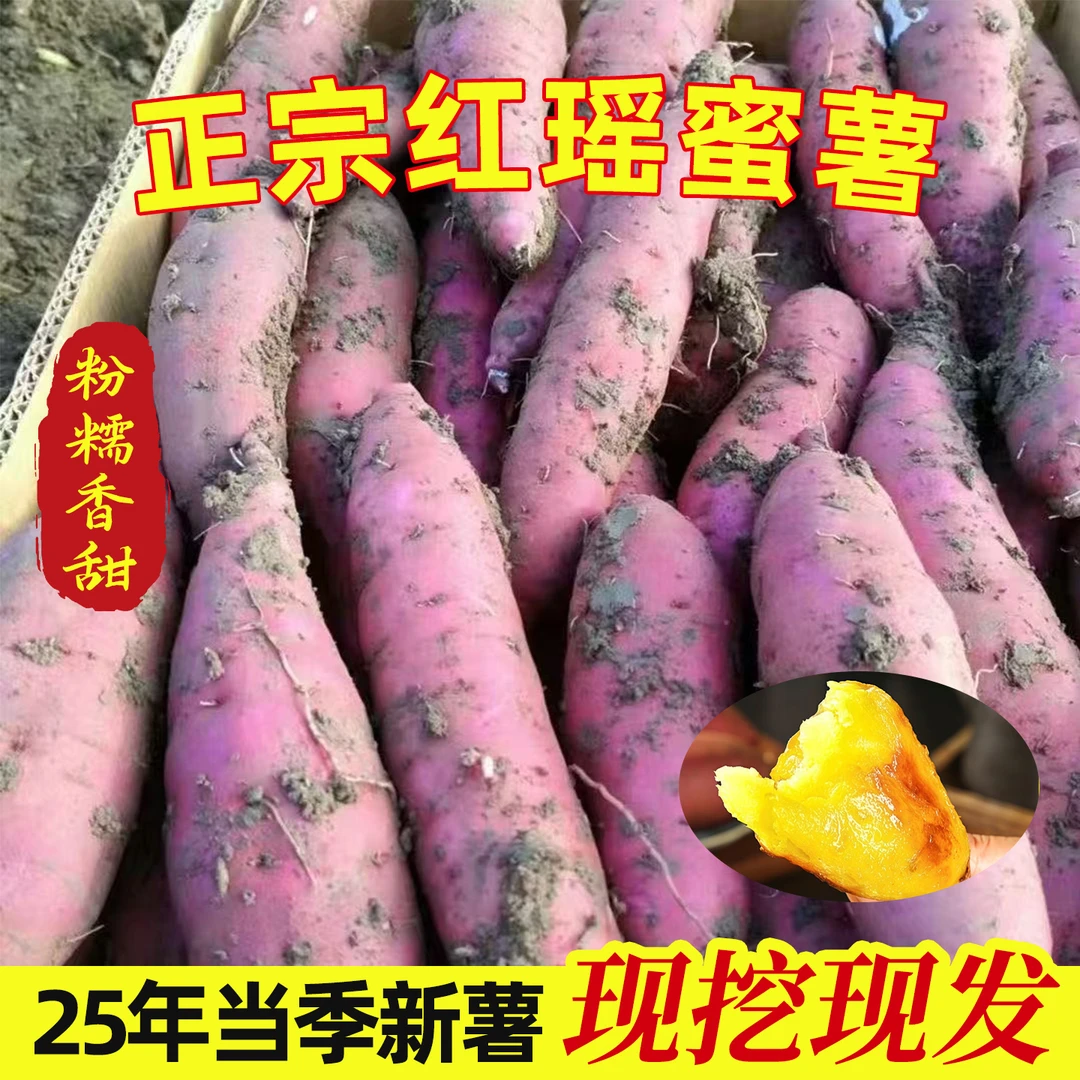 天津宁河正宗岳龙镇红瑶蜜薯黄金蜜薯软糯香甜烤红薯精品中大果