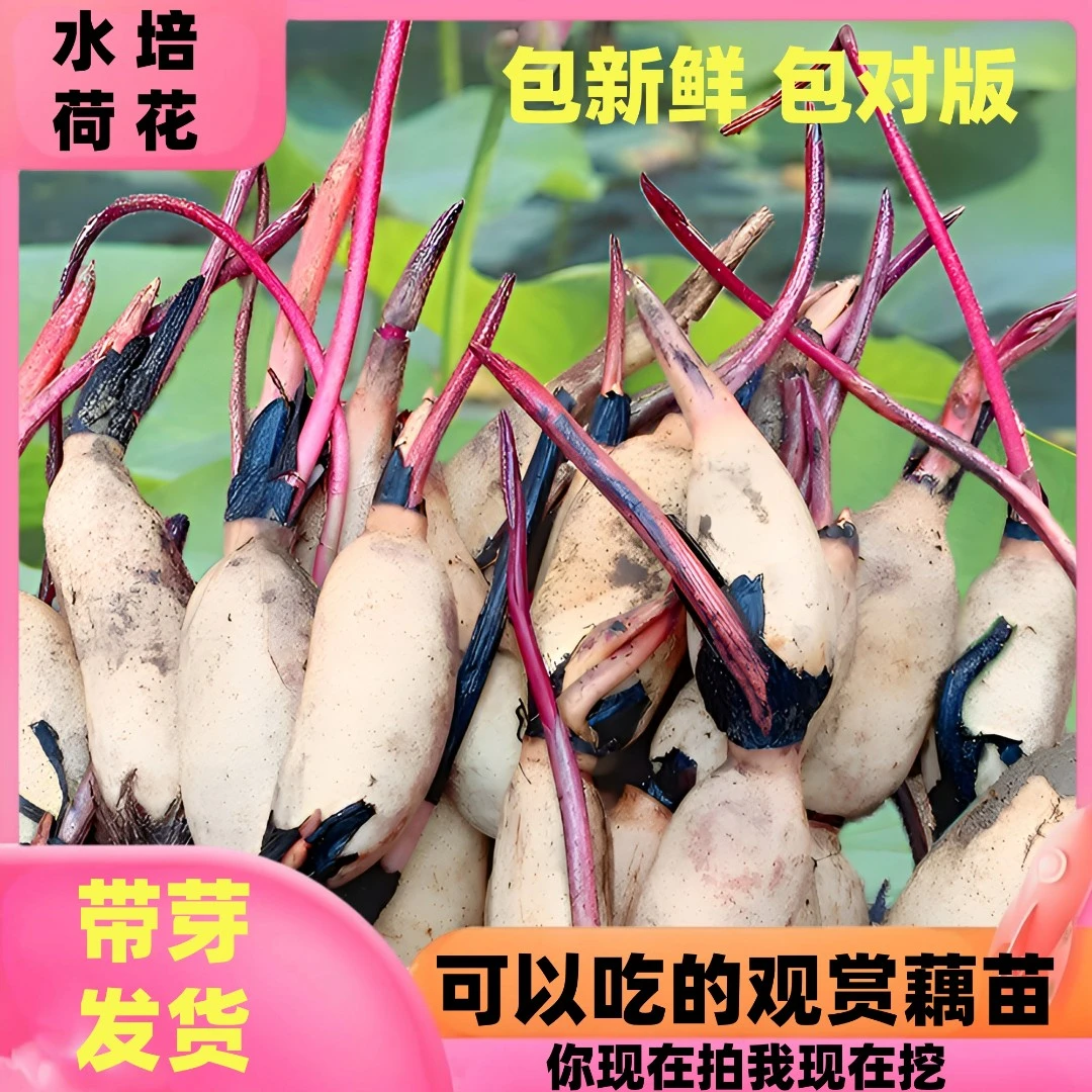 观赏荷花种藕苗根池塘缸养盆栽水培水养四季开花卉植物