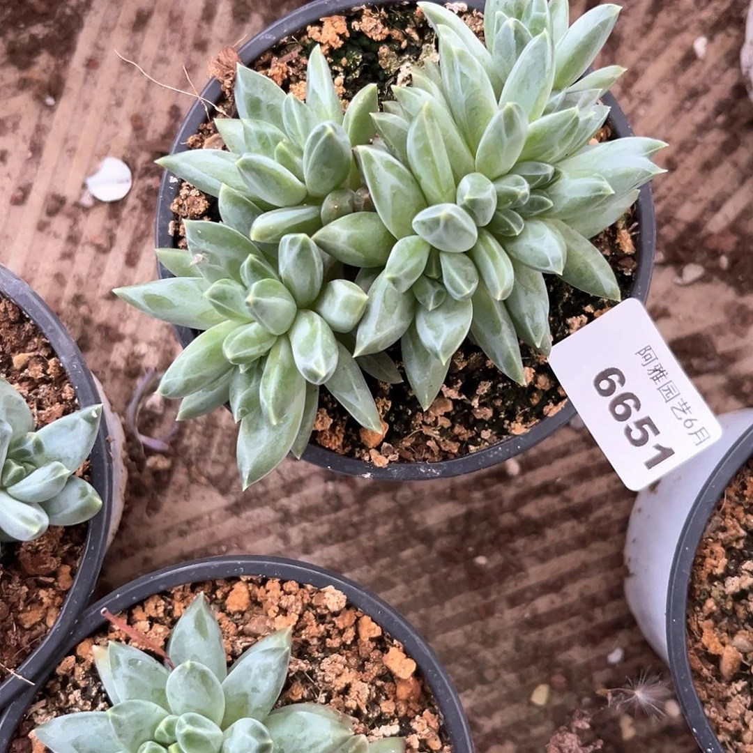 阿雅园艺。      6651