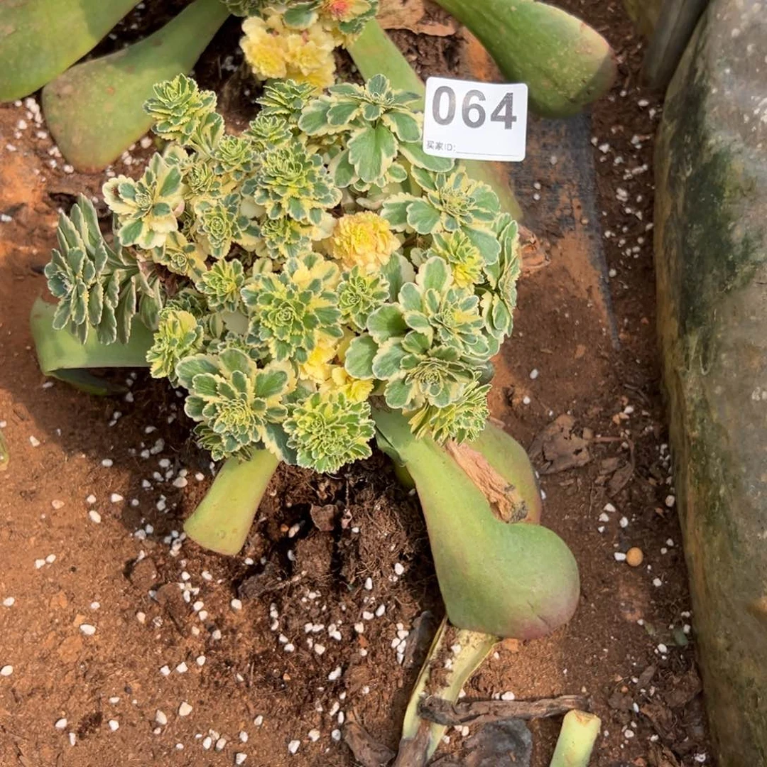 精品多肉植物064