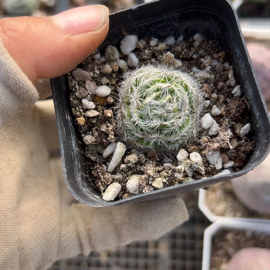 雨滴UFO了我呃呃呃呃呃呃呃