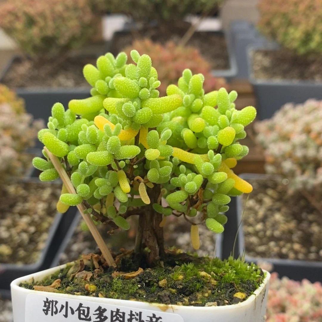 和*金橘糖球4675年后发货