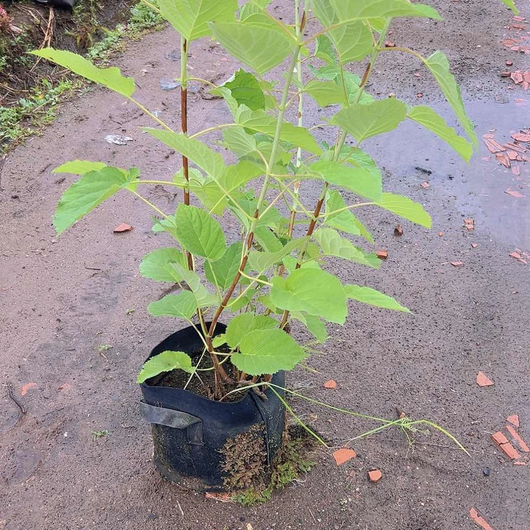 完全开放贝拉绣球