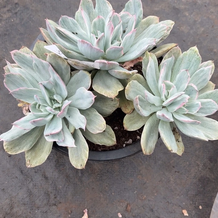 幸***子482绮罗拉丝锦多肉植物