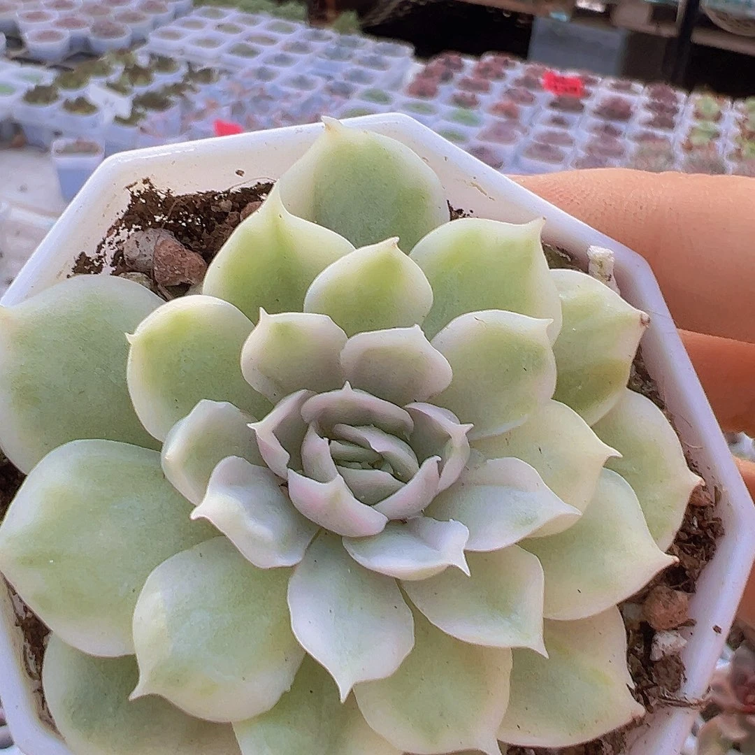 昂斯诺锦19包邮多肉