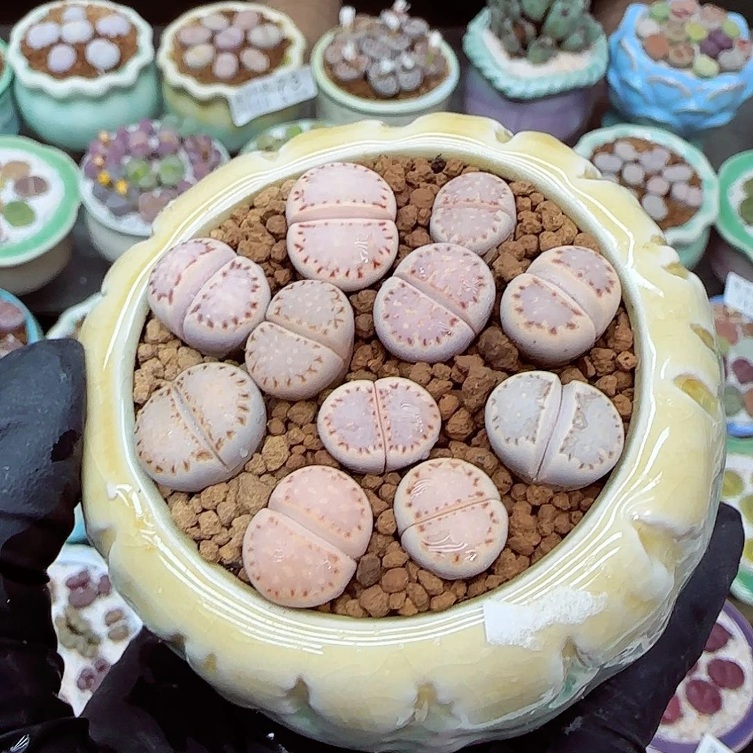 生石花满18包邮1122-120