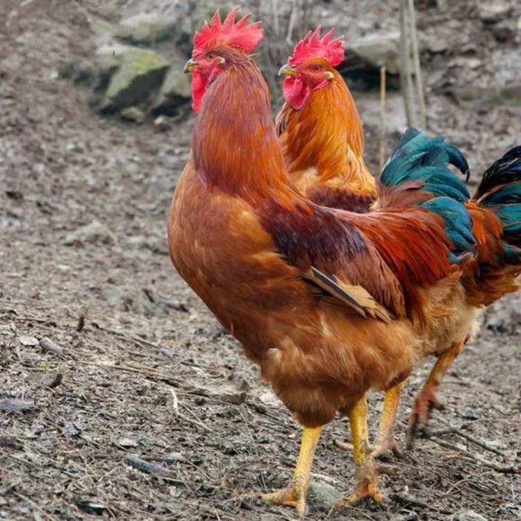 K9九斤红巨大型公鸡 红玉380  七两以上活体发货 宠物七