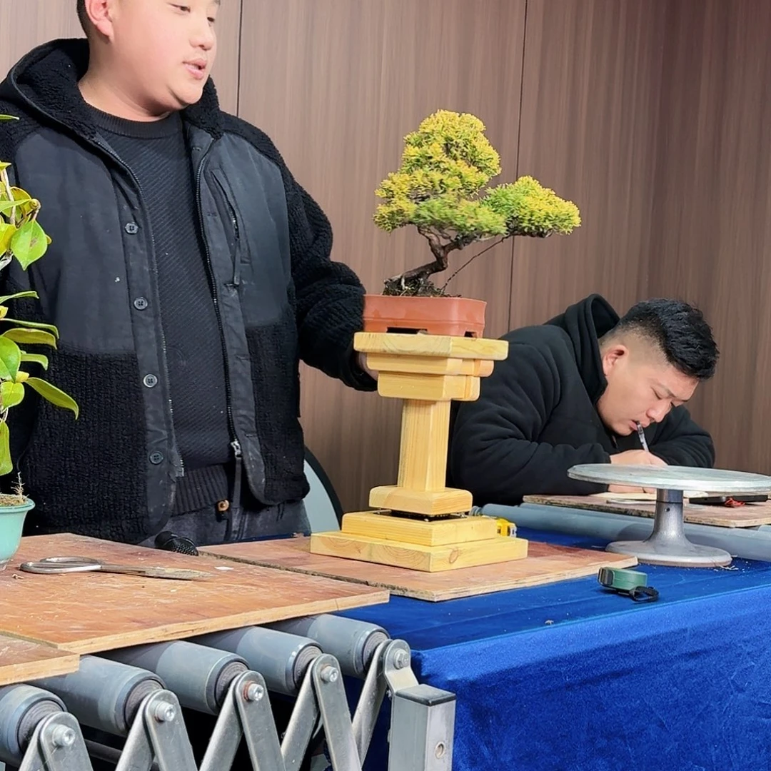 完全开放盆景绿植花卉