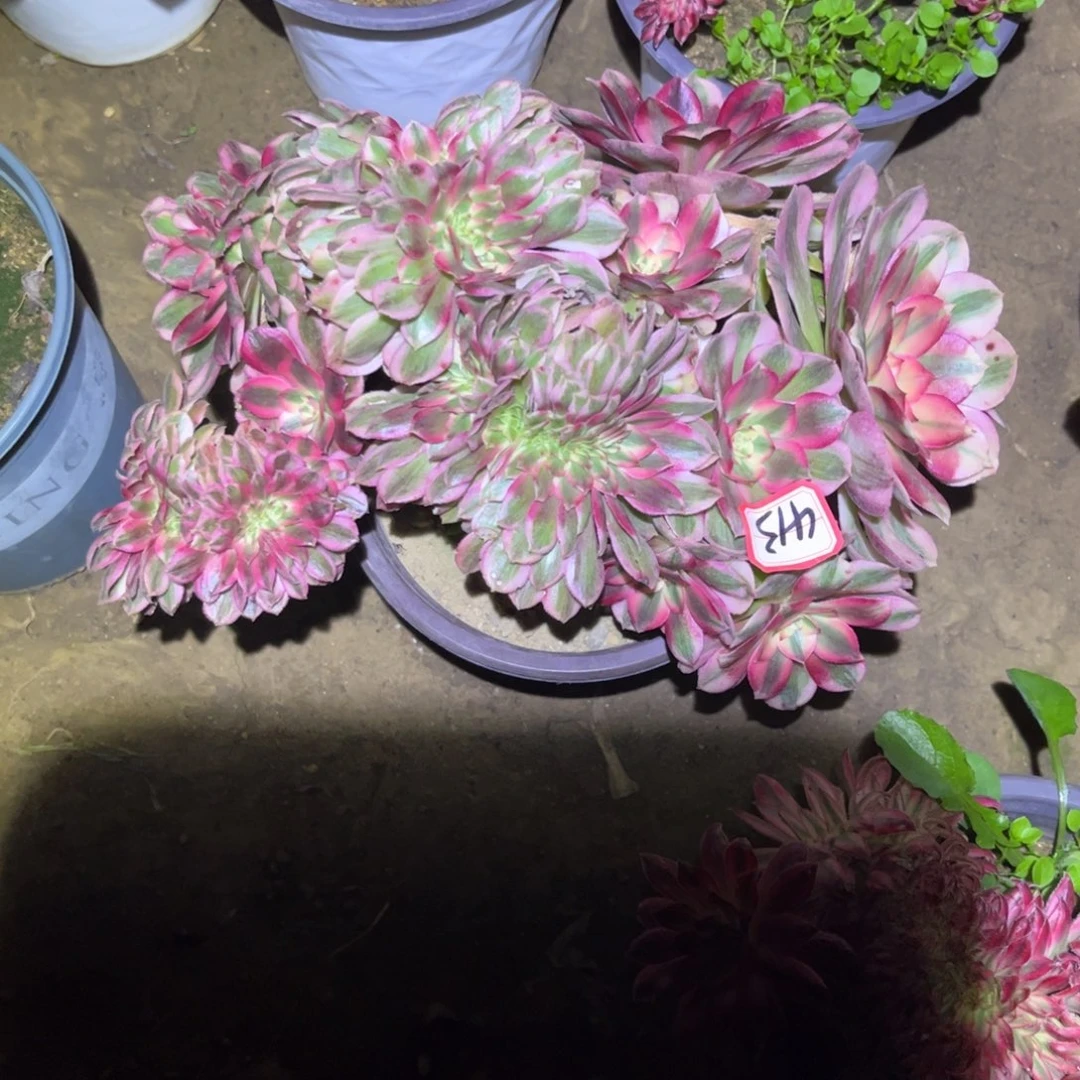 413多肉植物倾城缀化