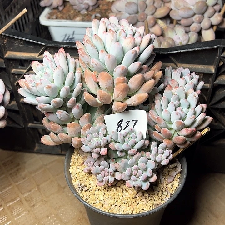 827//////////////////