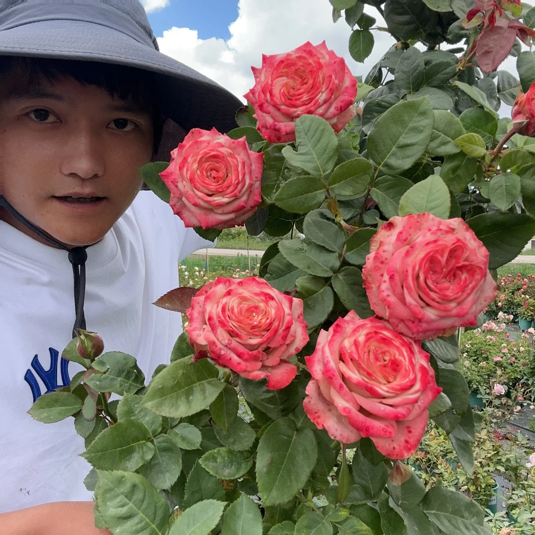 热卖卡布奇诺肯尼亚进口复古玫瑰扦插苗云南基地直发盆栽四季开花