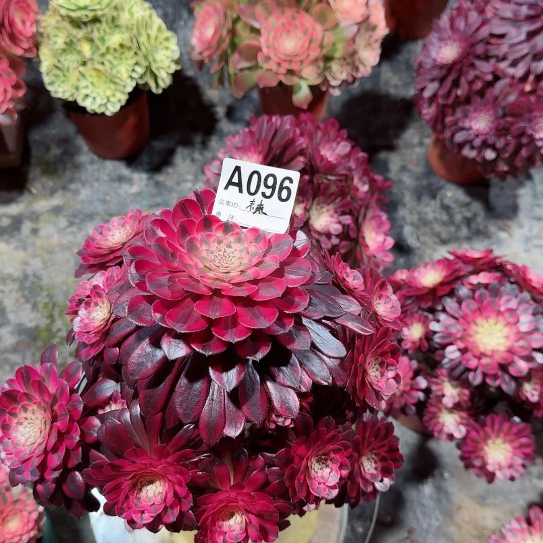 黑铜白老桩子096