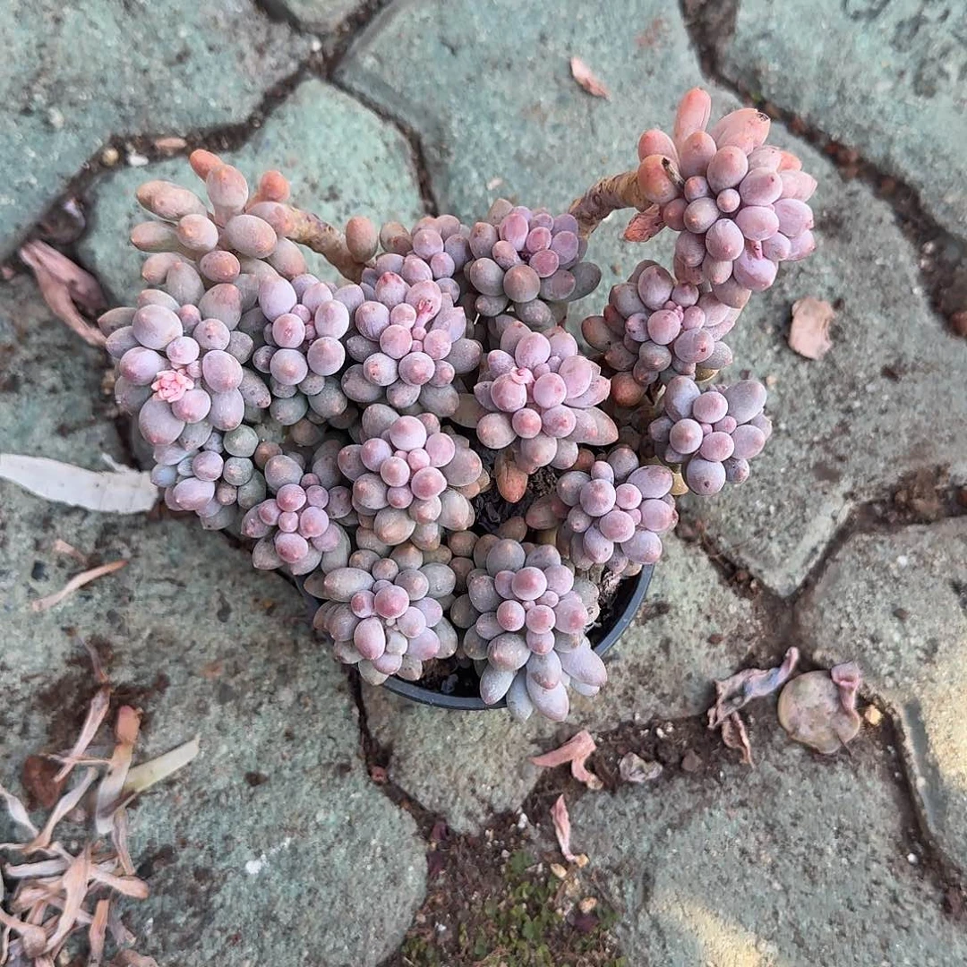 婴儿手指也多肉植物