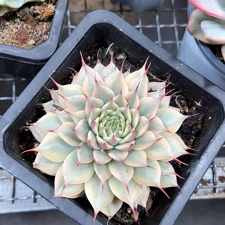 咻***咻银星锦多肉植物的