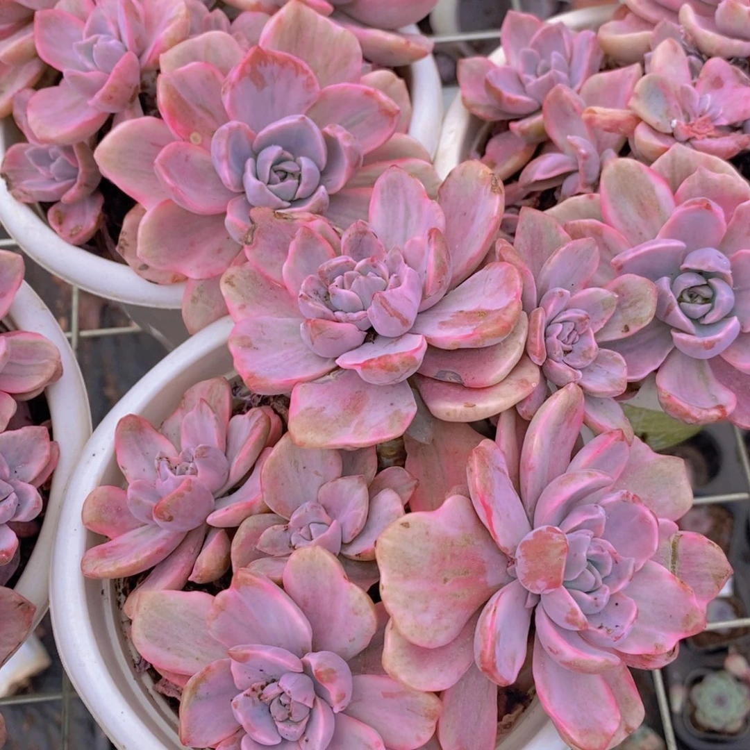 理查德夫人多头群生老桩